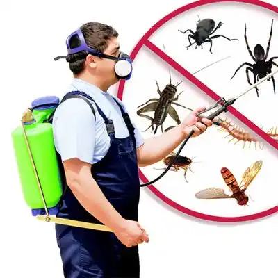 pest control Hickory